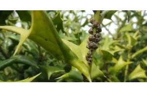 干货 | 五月份园林植物养护技术要点