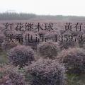 红继木