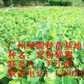 紫荆