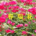 丰花月季