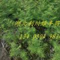 供应湖北利川水杉树种苗水杉小苗水杉种子水杉苗最新价格