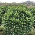 非洲茉莉