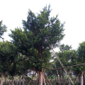 小叶榕