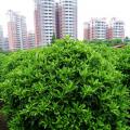 非洲茉莉