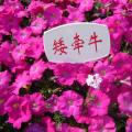 矮牵牛花