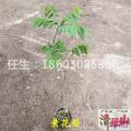 黄花梨