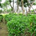 非洲茉莉