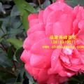 茶花 尼柯尔