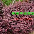 红花桎木