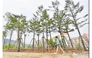 大树反季节移栽的6大养护措施！