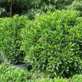 非洲茉莉（灰莉）