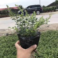 满天星