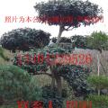 苏州花木、光福苗木、造型构骨、桂花树、造型黄杨、雀梅桩