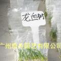 龙血树