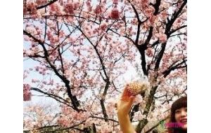 60年罕见低温致樱梅共赏奇景 武汉东湖樱花节开幕 