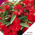 茶花凤仙