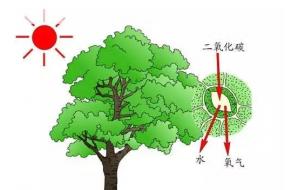 干货 | 植物开花与光周期的关系，涨姿势了！