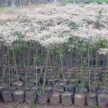 锦叶榄仁种苗 花叶榄仁苗