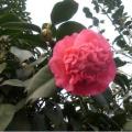 飞爪芙蓉