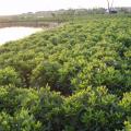 非洲茉莉
