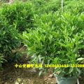 非洲茉莉球