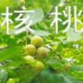 核桃