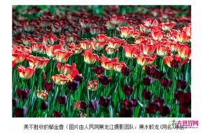 黑龙江森林植物园举办2017郁金香花展