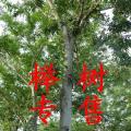 榉树