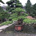 罗汉松