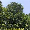 红蒲桃