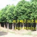 香樟苗木基地