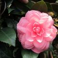 茶花