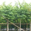 红花紫荆