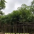芒果
