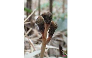 日本小岛上的傲娇植物：长出的花朵从来不开
