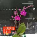 蝴蝶兰