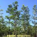 大叶杜英