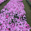 凤仙花