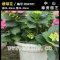绣球花