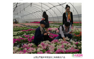 全国业界嘉宾考察宜良三角梅精优产品