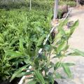 非洲茉莉 灰莉