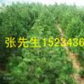 白皮松