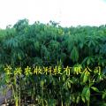 大腹木棉