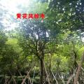 黄花风铃木