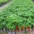 美丽异木棉