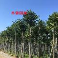 麻楝