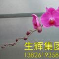 蝴蝶兰
