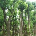 香樟树