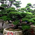 黑松