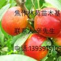 桃树
